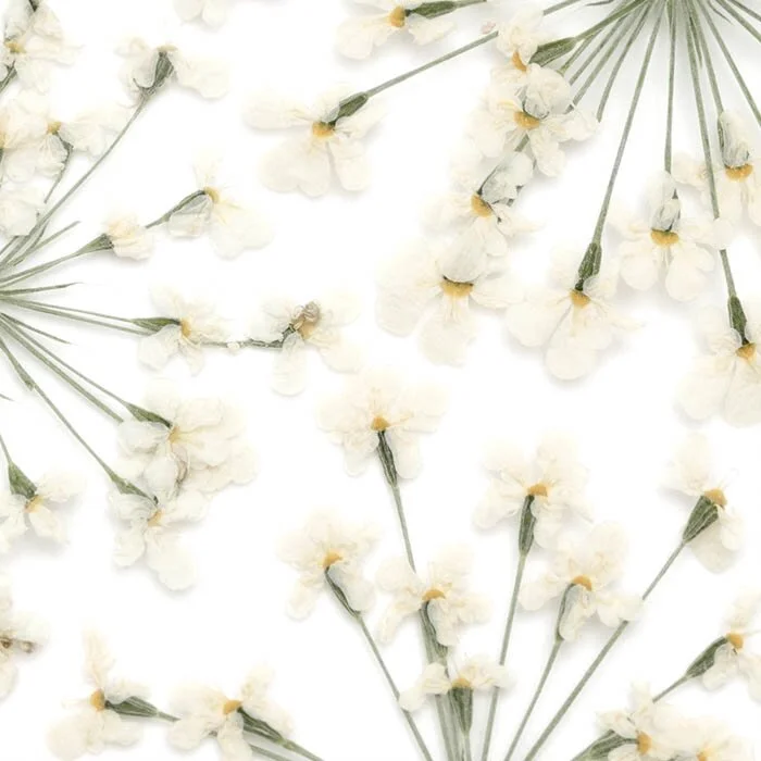 Dried Flowers White - 5 PCS