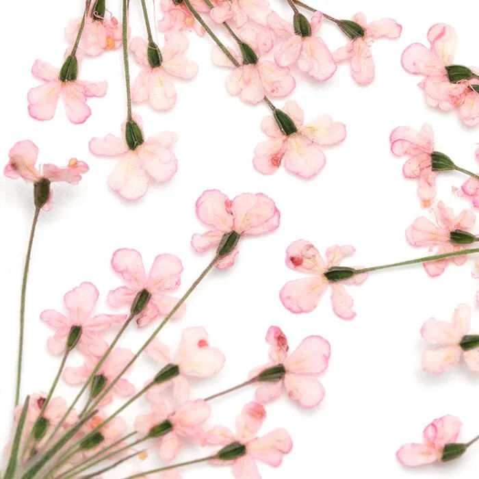 Dried Flowers Pink - 5 PCS